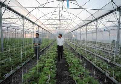 بازدید مدیر عامل شرکت عمران ، آب و خدمات از گلخانه تولید صیفی جات در کیش