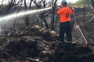 براثر خطای انسانی با وجود تلاش های آتش نشانان 10 اصله درخت درآتش سوزی جنگل های کیش سوخت