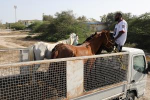 انتقال اسب های رهاشده در منطقه کشتی یونانی به مجموعه سوارکاری کیش