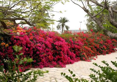 زیبایی گل ها و فضای سبز شهری کیش در بهار1403 (2)